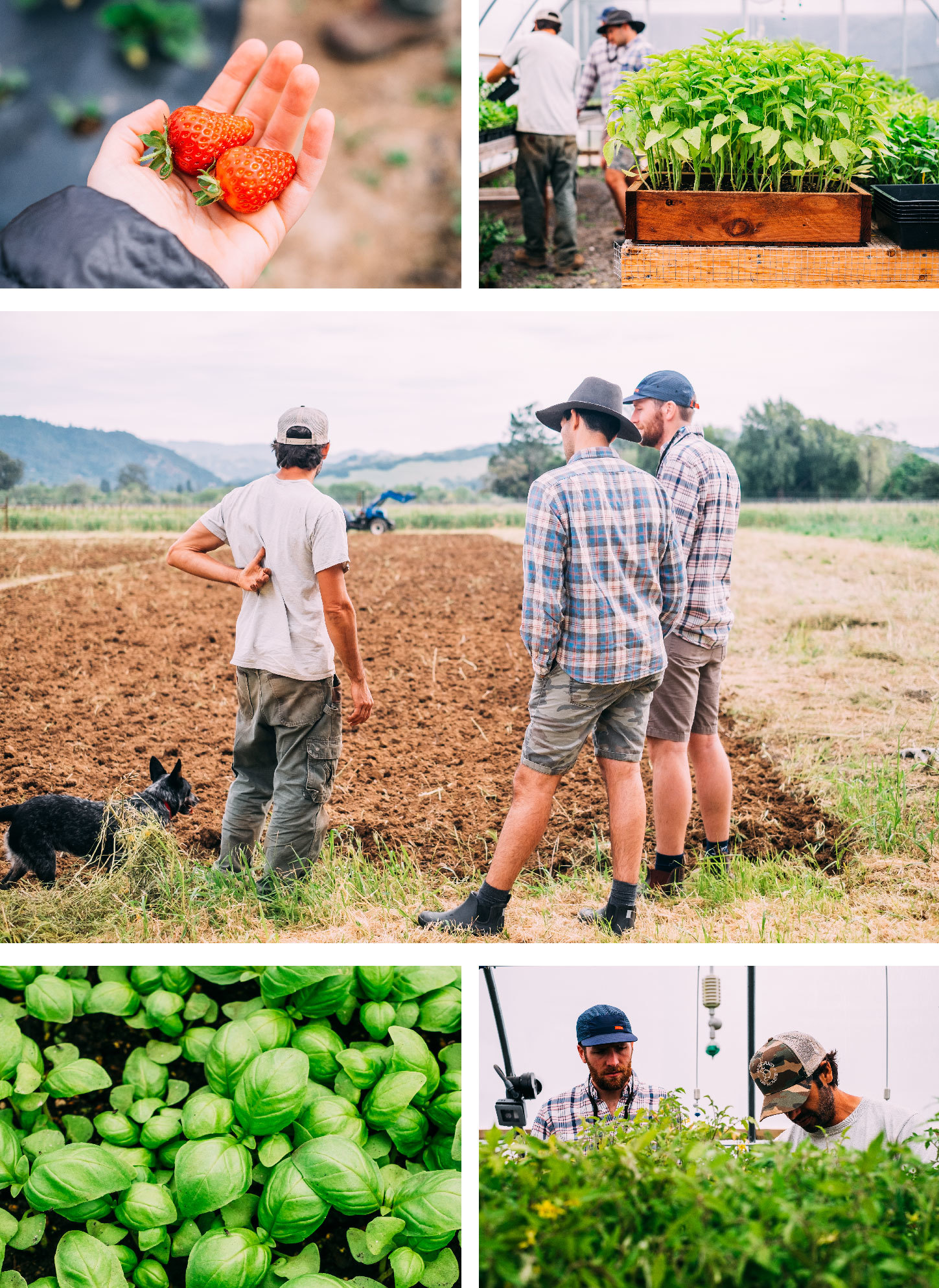 Russian River Farm Collage 2